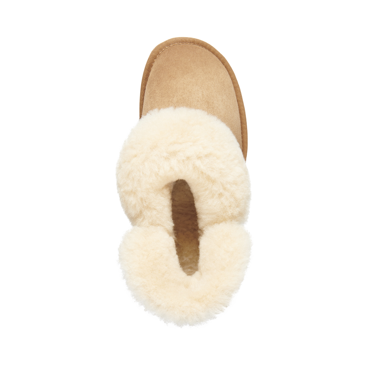 Platinum mintaro | Chestnut